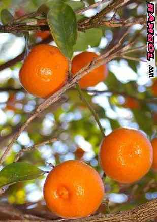 فروش نهال درخت میوه نارنگی کالاموندین